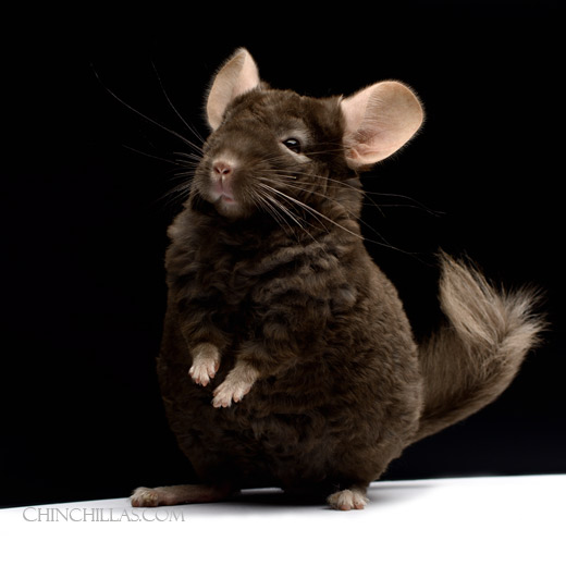 Feature Image for Locken / Curly Chinchillas